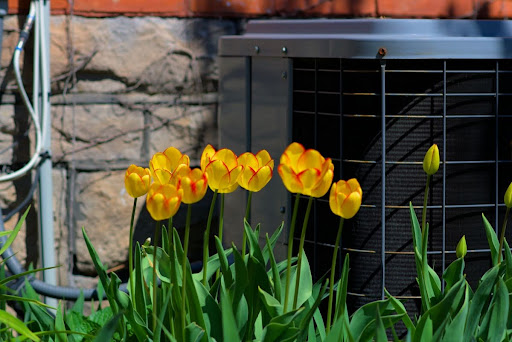 Yellow tulips in front of outdoor AC unit.